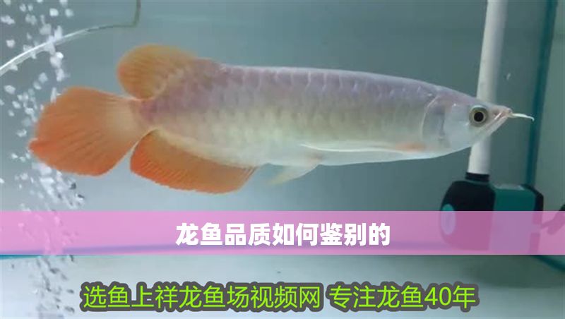 龍魚品質(zhì)如何鑒別的