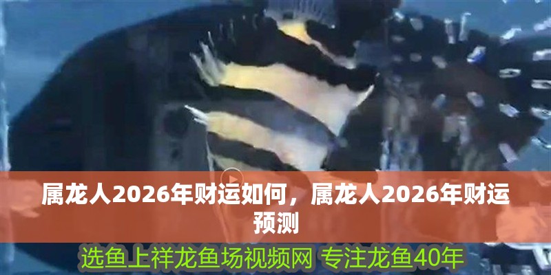 屬龍人2026年財運如何，屬龍人2026年財運預測