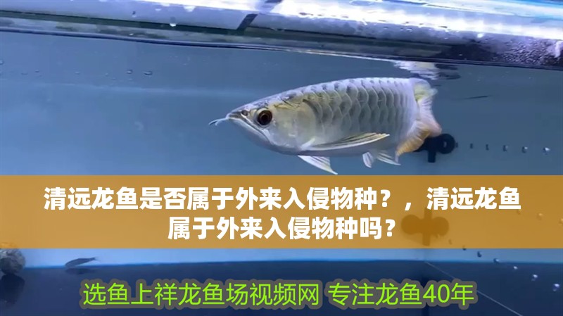 清遠龍魚是否屬于外來入侵物種？，清遠龍魚屬于外來入侵物種嗎？