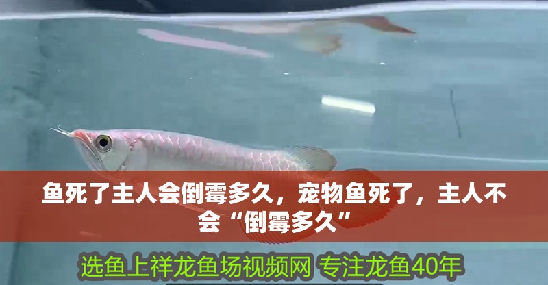 魚死了主人會倒霉多久，寵物魚死了，主人不會“倒霉多久” 魚死了主人會倒霉多久，寵物魚死了，主人不會“倒霉多久” 龍魚百科