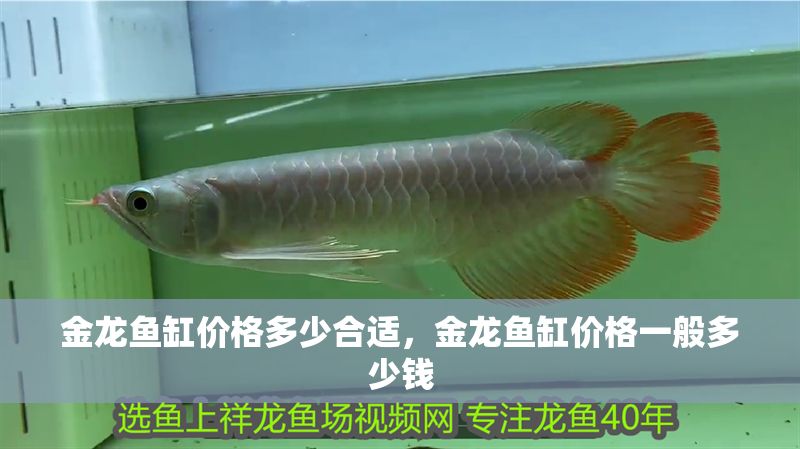 金龍魚(yú)缸價(jià)格多少合適，金龍魚(yú)缸價(jià)格一般多少錢(qián)