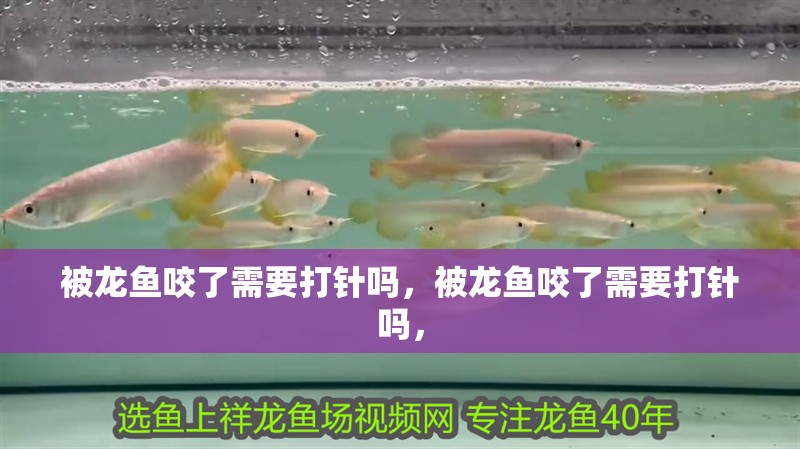 虎魚天天黑來點赤瞳黃金 被龍魚咬了需要打針嗎,被龍魚咬了需要打針嗎, 龍魚百科 被龍魚咬了需要打針嗎,被龍魚咬了需要打針嗎, 被龍魚咬了需要打針嗎,被龍魚咬了需要打針嗎, 龍魚百科