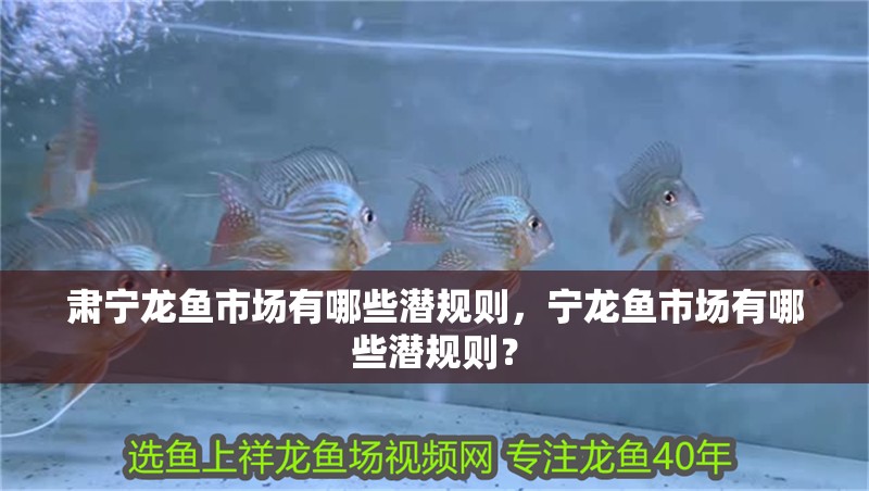 肅寧龍魚市場有哪些潛規(guī)則，寧龍魚市場有哪些潛規(guī)則？ 肅寧龍魚市場有哪些潛規(guī)則，寧龍魚市場有哪些潛規(guī)則？ 龍魚百科