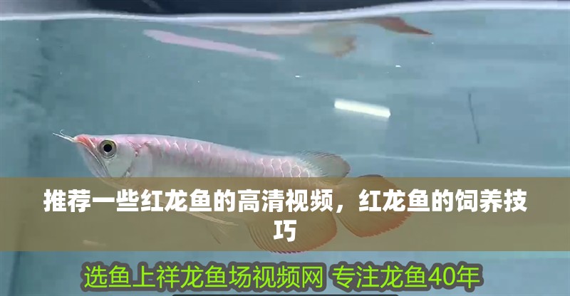 推薦一些紅龍魚的高清視頻，紅龍魚的飼養技巧