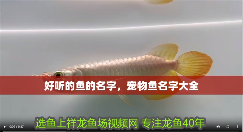 好聽的魚的名字，寵物魚名字大全 好聽的魚的名字，寵物魚名字大全 龍魚百科