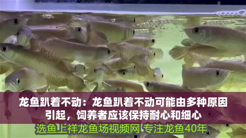 龍魚趴著不動：龍魚趴著不動可能由多種原因引起，飼養者應該保持耐心和細心