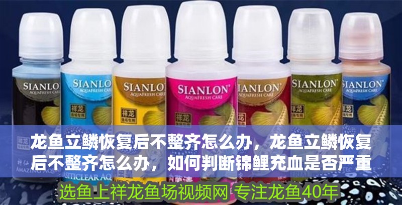 龍魚立鱗恢復(fù)后不整齊怎么辦，龍魚立鱗恢復(fù)后不整齊怎么辦，如何判斷錦鯉充血是否嚴(yán)重 龍魚立鱗恢復(fù)后不整齊怎么辦，龍魚立鱗恢復(fù)后不整齊怎么辦，如何判斷錦鯉充血是否嚴(yán)重 龍魚百科