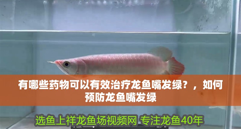印尼虎魚多少溫度飼養最好:印尼虎魚多少溫度飼養最好印尼虎魚多少溫度飼養最好 有哪些藥物可以有效治療龍魚嘴發綠?,如何預防龍魚嘴發綠 龍魚百科 有哪些藥物可以有效治療龍魚嘴發綠?,如何預防龍魚嘴發綠 有哪些藥物可以有效治療龍魚嘴發綠?,如何預防龍魚嘴發綠 龍魚百科