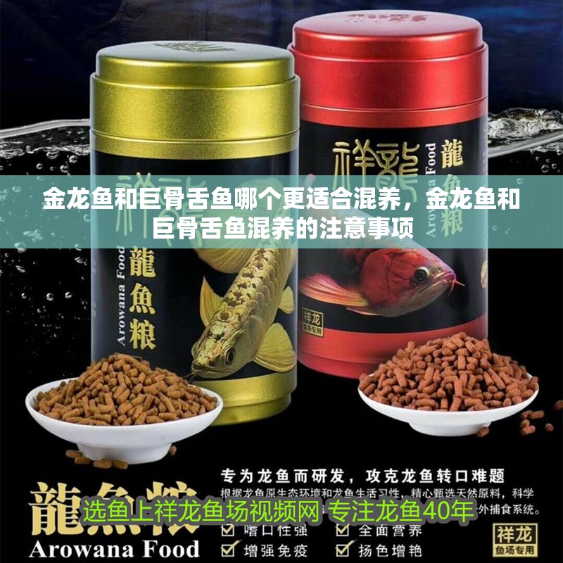 金龍魚和巨骨舌魚哪個更適合混養(yǎng)，金龍魚和巨骨舌魚混養(yǎng)的注意事項(xiàng)