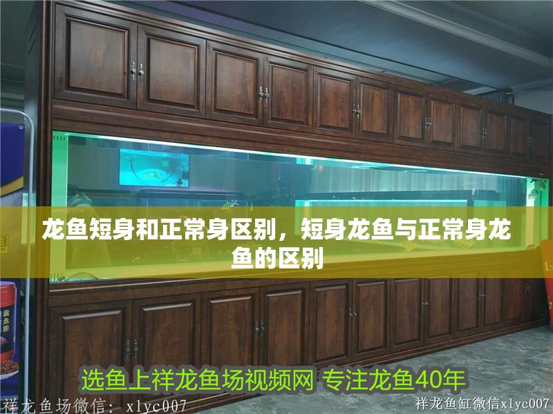 龍魚短身和正常身區別，短身龍魚與正常身龍魚的區別