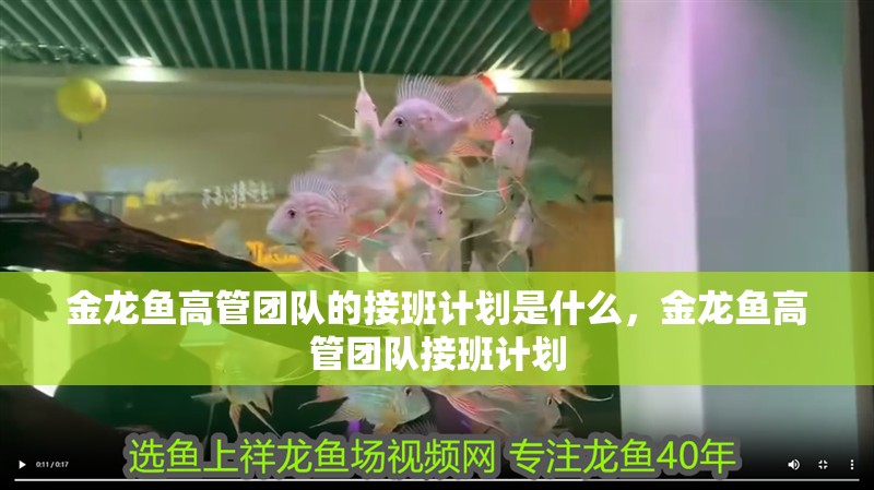 金龍魚高管團隊的接班計劃是什么，金龍魚高管團隊接班計劃