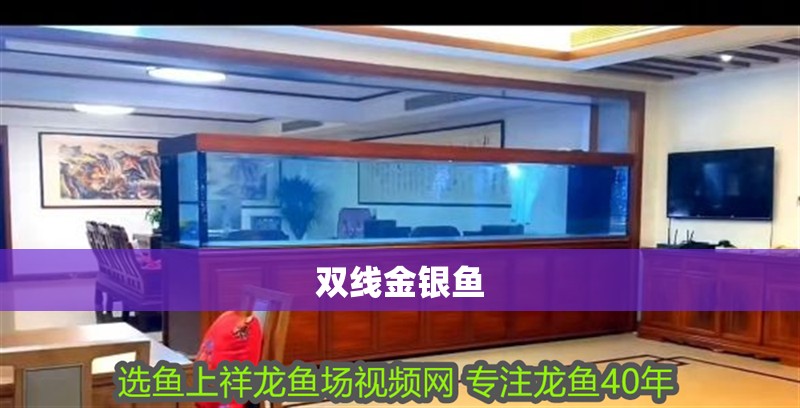 雙線金銀魚 雙線金銀魚 龍魚論壇