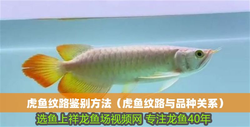 虎魚紋路鑒別方法（虎魚紋路與品種關(guān)系） 虎魚紋路鑒別方法（虎魚紋路與品種關(guān)系） 龍魚百科 第2張