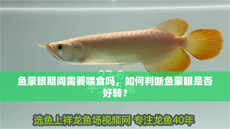魚(yú)蒙眼期間需要喂食嗎，如何判斷魚(yú)蒙眼是否好轉(zhuǎn)？