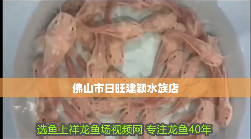 佛山市日旺建穎水族店 佛山市日旺建穎水族店 全國水族館企業名錄 第1張