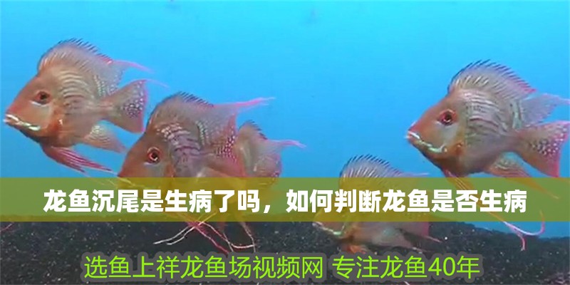 龍魚沉尾是生病了嗎，如何判斷龍魚是否生病 龍魚沉尾是生病了嗎，如何判斷龍魚是否生病 龍魚百科