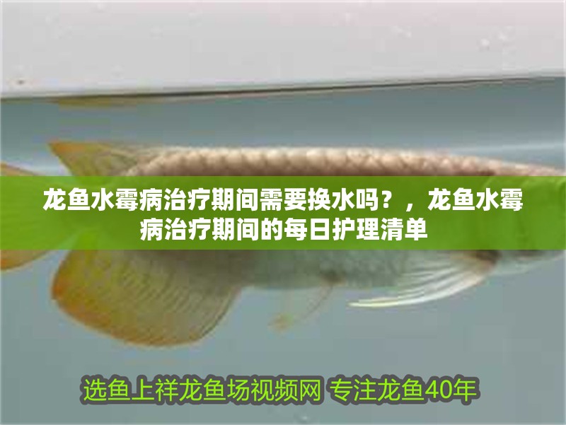 龍魚水霉病治療期間需要換水嗎？，龍魚水霉病治療期間的每日護理清單