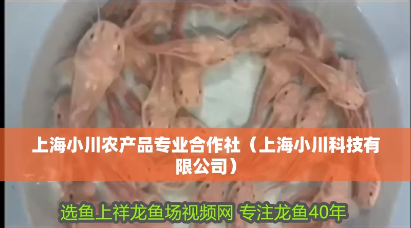 上海小川農產品專業合作社（上海小川科技有限公司） 上海小川農產品專業合作社（上海小川科技有限公司） 全國水族館企業名錄