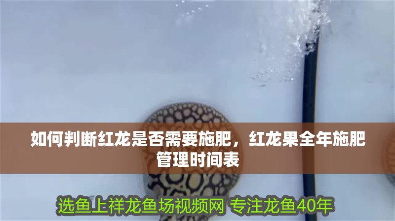 紅龍魚用黃燈烤有用嗎 如何判斷紅龍是否需要施肥,紅龍果全年施肥管理時間表 龍魚百科 如何判斷紅龍是否需要施肥,紅龍果全年施肥管理時間表 如何判斷紅龍是否需要施肥,紅龍果全年施肥管理時間表 龍魚百科