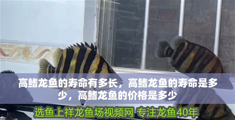 高鰭龍魚的壽命有多長，高鰭龍魚的壽命是多少，高鰭龍魚的價格是多少 高鰭龍魚的壽命有多長，高鰭龍魚的壽命是多少，高鰭龍魚的價格是多少 龍魚百科