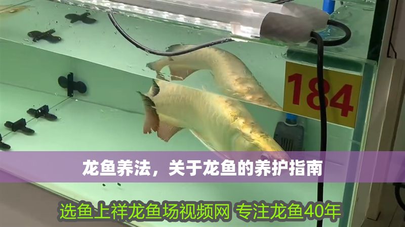 龍魚養(yǎng)法，關(guān)于龍魚的養(yǎng)護(hù)指南