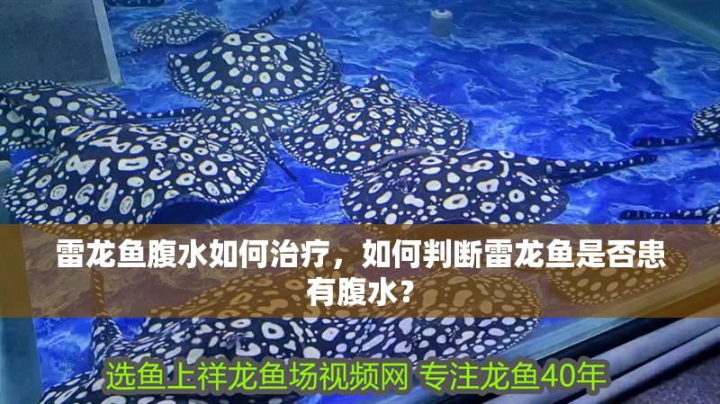 雷龍魚腹水如何治療，如何判斷雷龍魚是否患有腹水？
