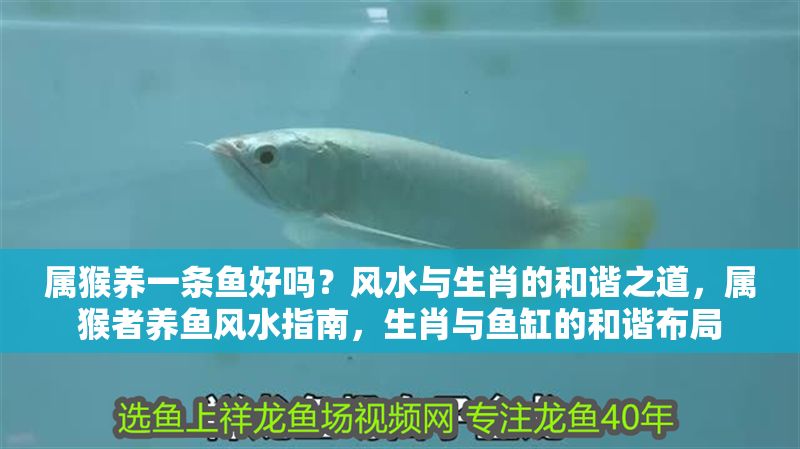 屬猴養(yǎng)一條魚(yú)好嗎？風(fēng)水與生肖的和諧之道，屬猴者養(yǎng)魚(yú)風(fēng)水指南，生肖與魚(yú)缸的和諧布局