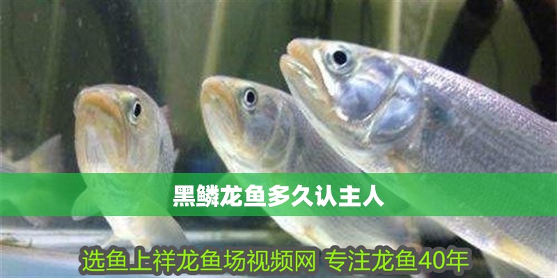 鸚鵡魚和銀龍魚混養怎樣喂食 黑鱗龍魚多久認主人 龍魚百科 黑鱗龍魚多久認主人 黑鱗龍魚多久認主人 龍魚百科