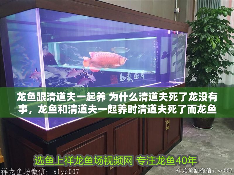 龍魚跟清道夫一起養 為什么清道夫死了龍沒有事，龍魚和清道夫一起養時清道夫死了而龍魚沒有事的原因