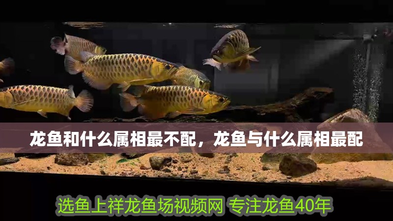 龍魚和什么屬相最不配，龍魚與什么屬相最配