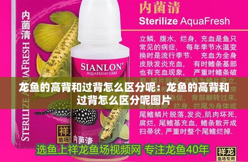 龍魚的高背和過背怎么區分呢：龍魚的高背和過背怎么區分呢圖片