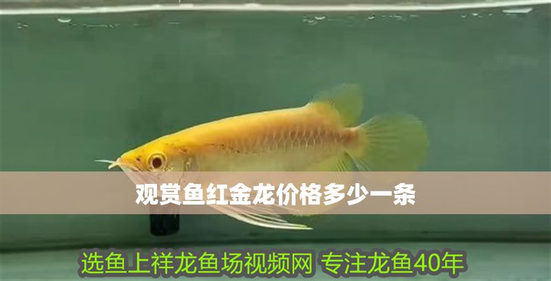 觀賞魚紅金龍價格多少一條