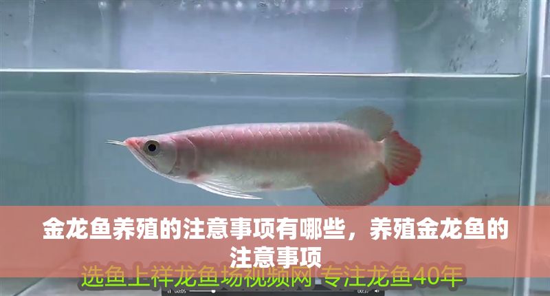金龍魚養(yǎng)殖的注意事項有哪些，養(yǎng)殖金龍魚的注意事項