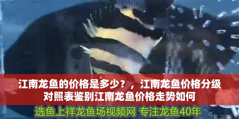 江南龍魚的價格是多少？，江南龍魚價格分級對照表鑒別江南龍魚價格走勢如何