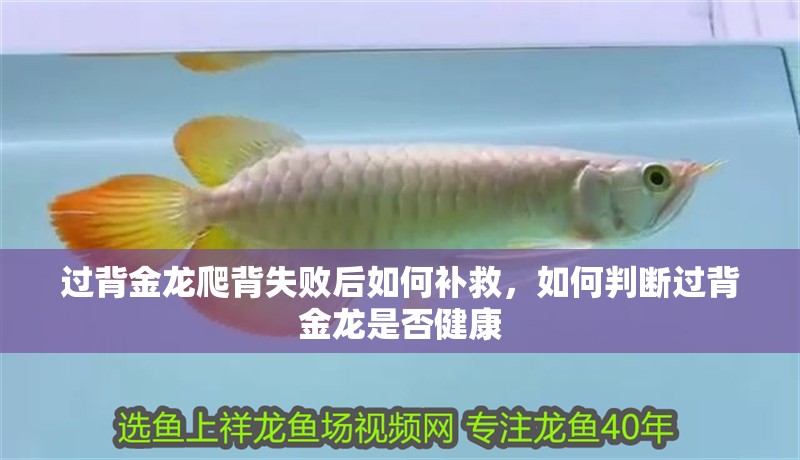 我的虎魚真菌感染了要怎么處理 過背金龍爬背失敗后如何補(bǔ)救,如何判斷過背金龍是否健康 龍魚百科 過背金龍爬背失敗后如何補(bǔ)救,如何判斷過背金龍是否健康 過背金龍爬背失敗后如何補(bǔ)救,如何判斷過背金龍是否健康 龍魚百科