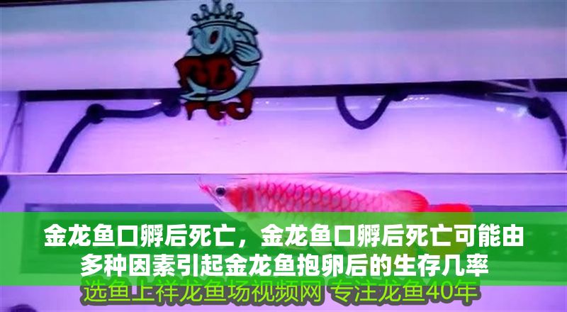 金龍魚口孵后死亡，金龍魚口孵后死亡可能由多種因素引起金龍魚抱卵后的生存幾率