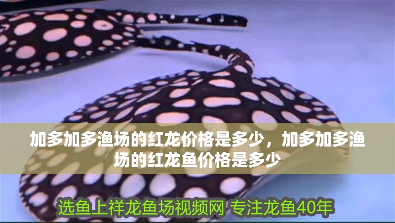 加多加多漁場的紅龍價格是多少，加多加多漁場的紅龍魚價格是多少