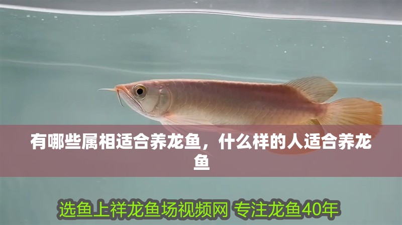 有哪些屬相適合養龍魚，什么樣的人適合養龍魚