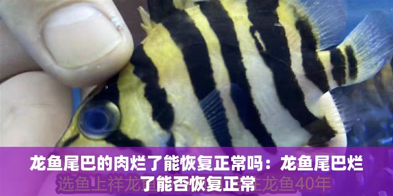 龍魚尾巴的肉爛了能恢復正常嗎：龍魚尾巴爛了能否恢復正常 龍魚尾巴的肉爛了能恢復正常嗎：龍魚尾巴爛了能否恢復正常 龍魚百科 第2張