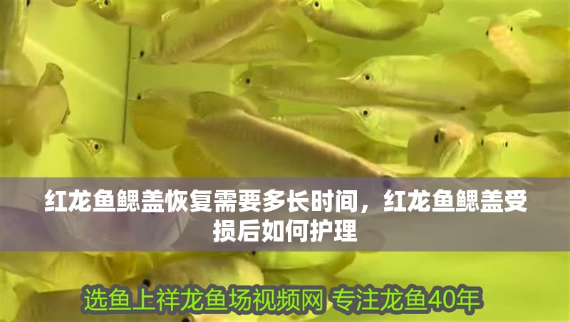 紅龍魚鰓蓋恢復(fù)需要多長時間，紅龍魚鰓蓋受損后如何護理