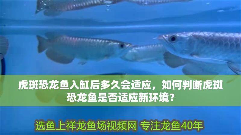 虎斑恐龍魚入缸后多久會適應，如何判斷虎斑恐龍魚是否適應新環(huán)境？