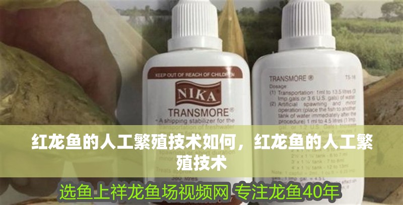 紅龍魚的人工繁殖技術如何，紅龍魚的人工繁殖技術