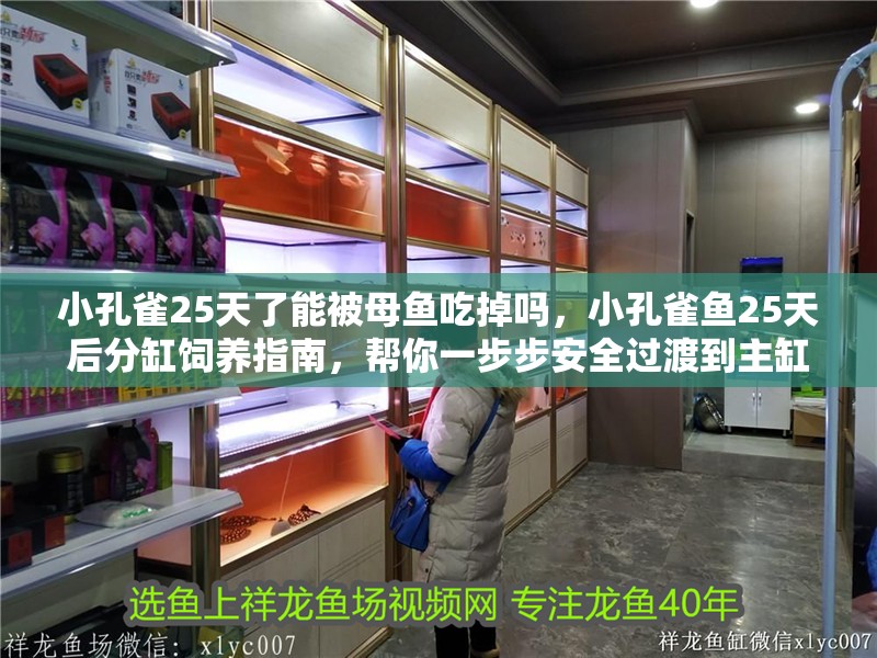 小孔雀25天了能被母魚吃掉嗎，小孔雀魚25天后分缸飼養指南，幫你一步步安全過渡到主缸