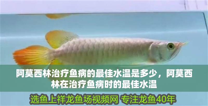 阿莫西林治療魚(yú)病的最佳水溫是多少，阿莫西林在治療魚(yú)病時(shí)的最佳水溫