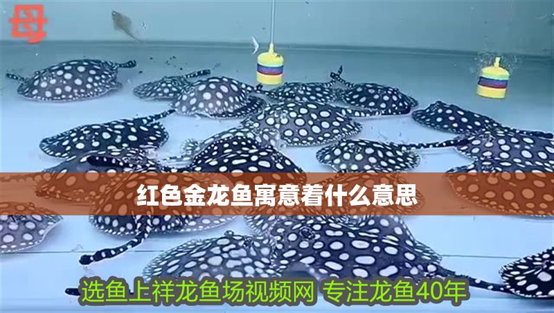紅色金龍魚寓意著什么意思 紅色金龍魚寓意著什么意思 龍魚百科 第1張