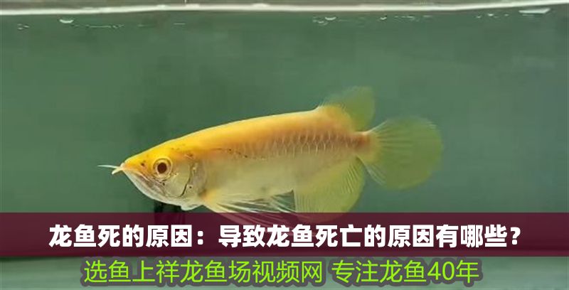 龍魚死的原因：導致龍魚死亡的原因有哪些？