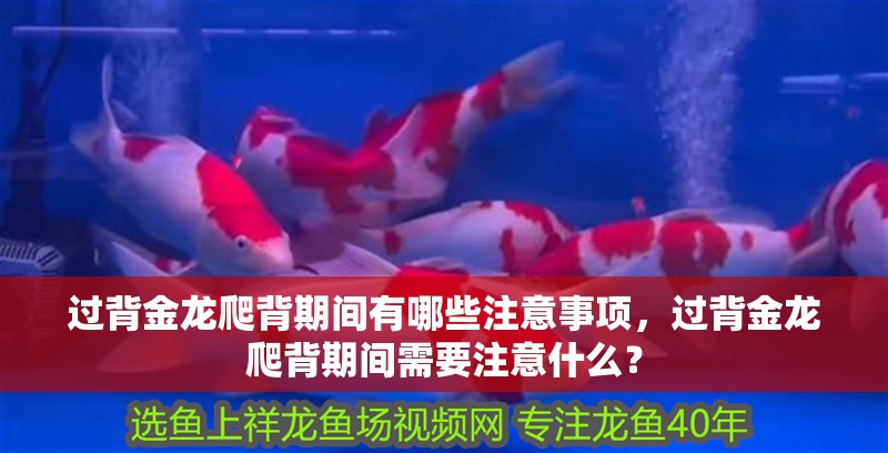 過背金龍爬背期間有哪些注意事項，過背金龍爬背期間需要注意什么？ 過背金龍爬背期間有哪些注意事項，過背金龍爬背期間需要注意什么？ 龍魚百科