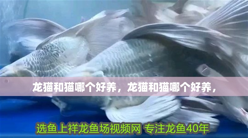 龍貓和貓哪個好養(yǎng)，龍貓和貓哪個好養(yǎng)，