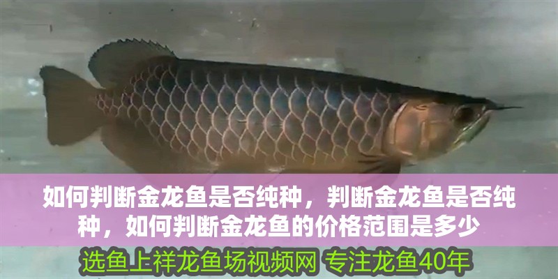 如何判斷金龍魚是否純種，判斷金龍魚是否純種，如何判斷金龍魚的價格范圍是多少