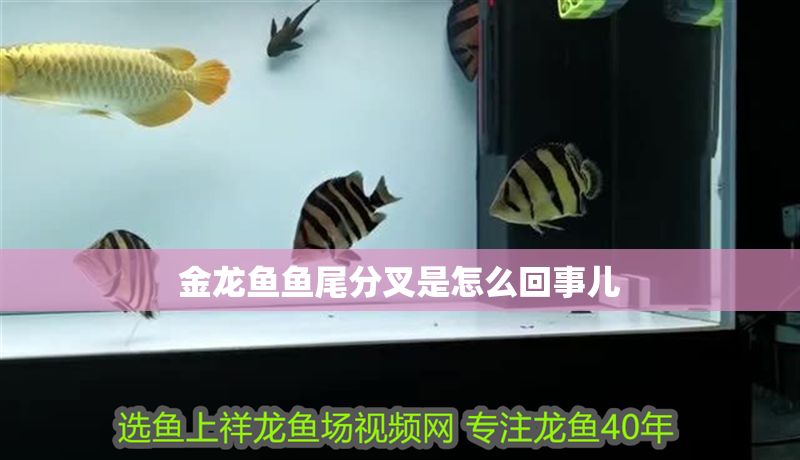 金龍魚魚尾分叉是怎么回事兒